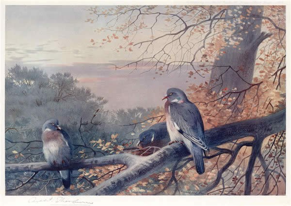 Archibald Thorburn Wood Pigeons In Beech Tree Painting Best Paintings Archibald Thorburn Wood Pigeons In Beech Tree Painting Best Paintings